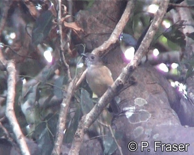 Golden Whistler - ML200818081