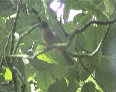 Rennellmonarch - ML200818251