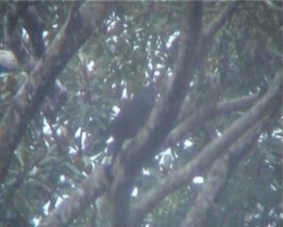 Metallic Pigeon (Metallic) - ML200818261