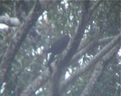 Metallic Pigeon (Metallic) - ML200818271