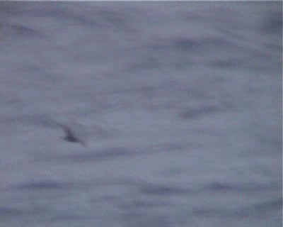 Matsudaira's Storm-Petrel - ML200818371