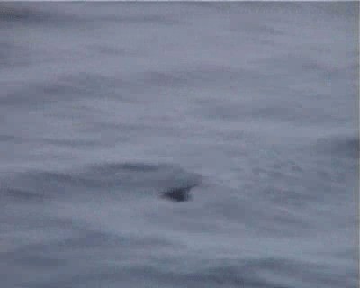 日本叉尾海燕 - ML200818381