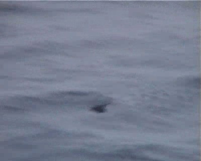 Matsudaira's Storm-Petrel - ML200818381