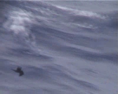 褐翅叉尾海燕 - ML200818391