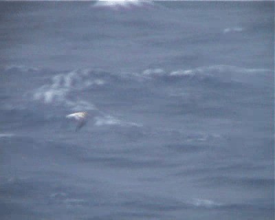 Short-tailed Albatross - ML200818511