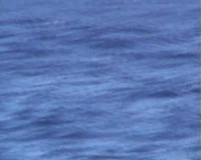 White-necked Petrel - ML200818631