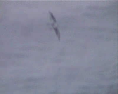 Bonin Petrel - ML200818651