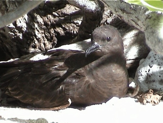 Christmas Shearwater - ML200818881