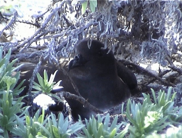 Petrel de las Fénix - ML200818951