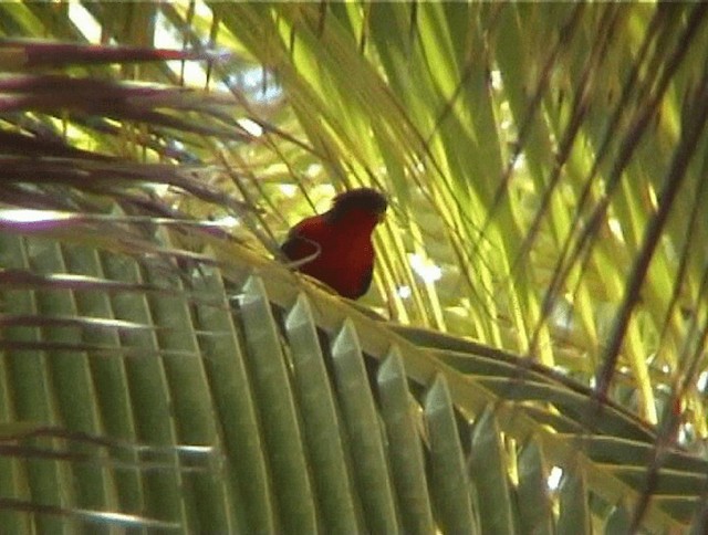 Kuhl's Lorikeet - ML200818971