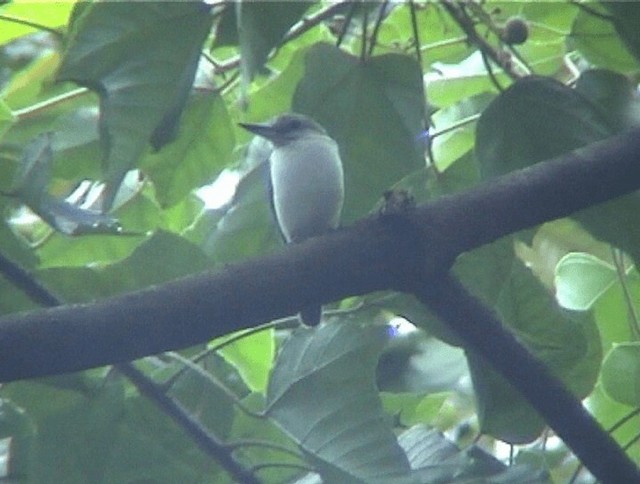 Society Kingfisher (Moorea) - ML200818981