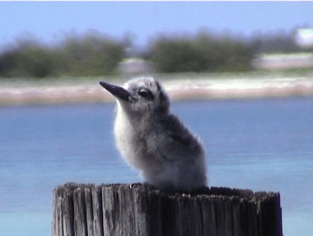 White Tern (Pacific) - ML200818991