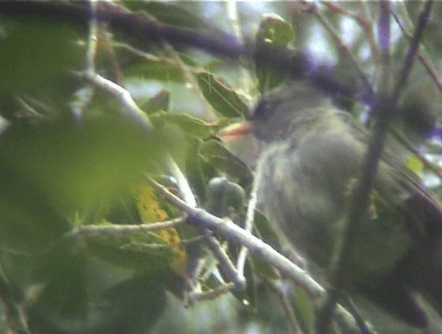 Reunion Bulbul - ML200819021