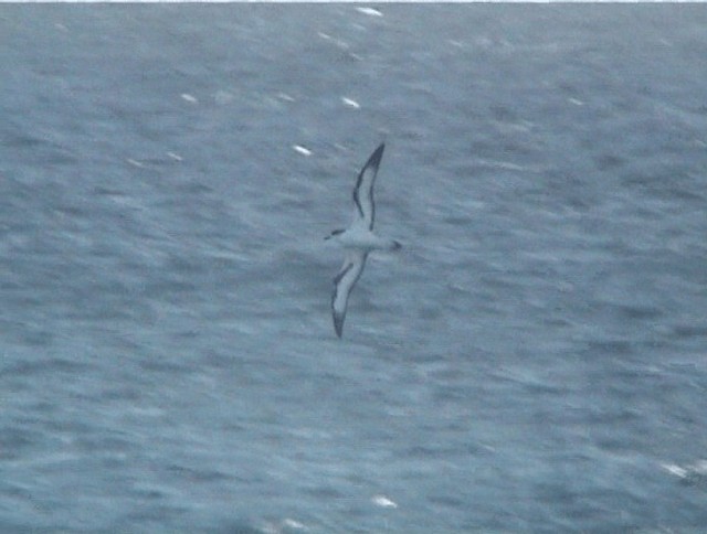 Barau's Petrel - ML200819051