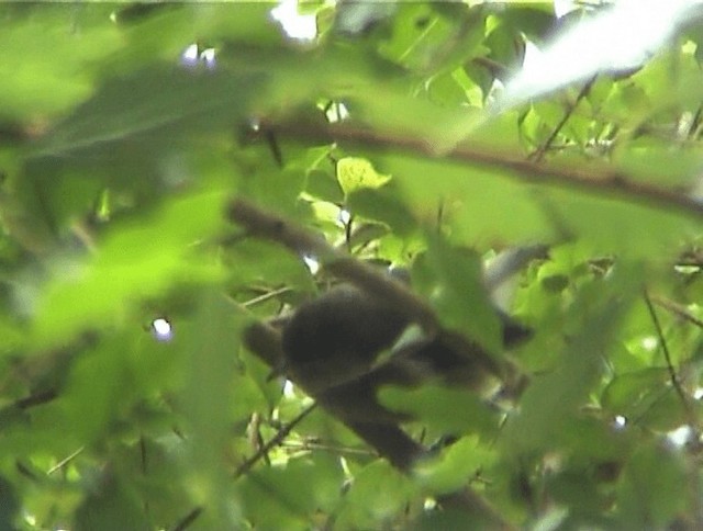 Reunion Gray White-eye - ML200819061