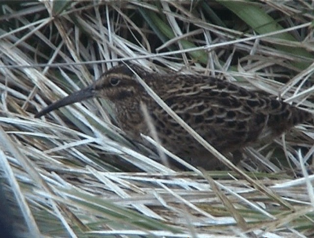 Subantarctic Snipe - ML200819111