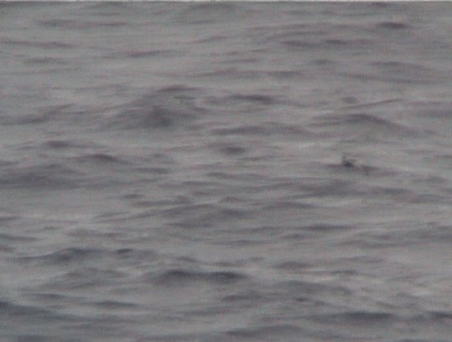 Mottled Petrel - ML200819121