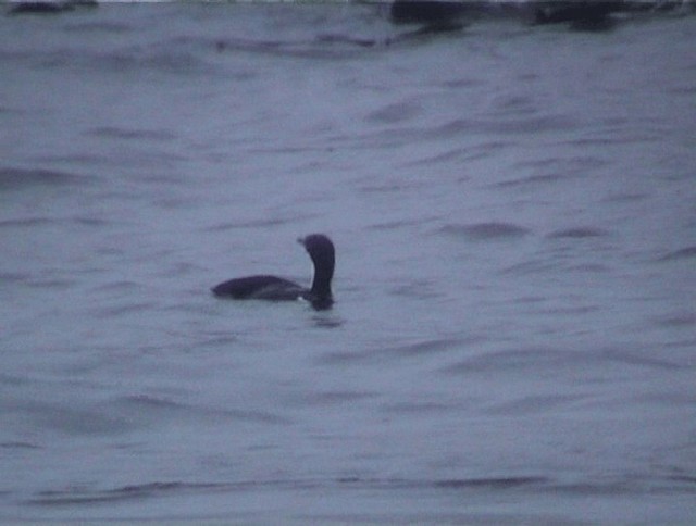 Cormorán de Macquarie - ML200819131