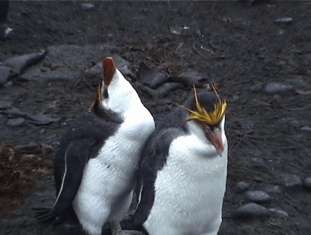 Royal Penguin - ML200819151