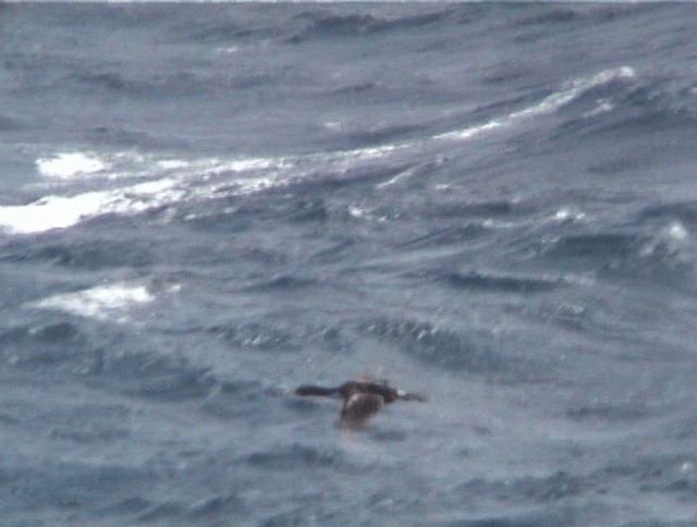 Cormorán de las Bounty - ML200819181