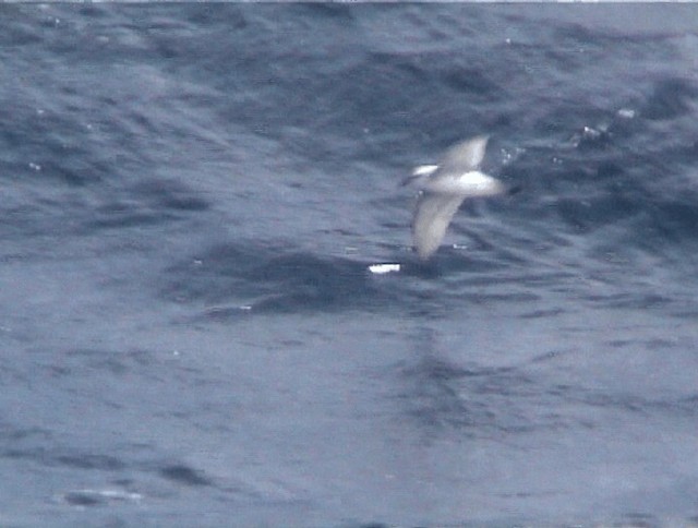 Fulmar Prion - ML200819191