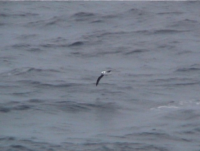 Petrel Cabeciblanco - ML200819201