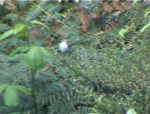 Chatham Island Gerygone - ML200819221