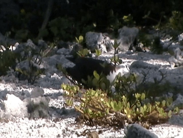 Polynesian Ground Dove - ML200819261