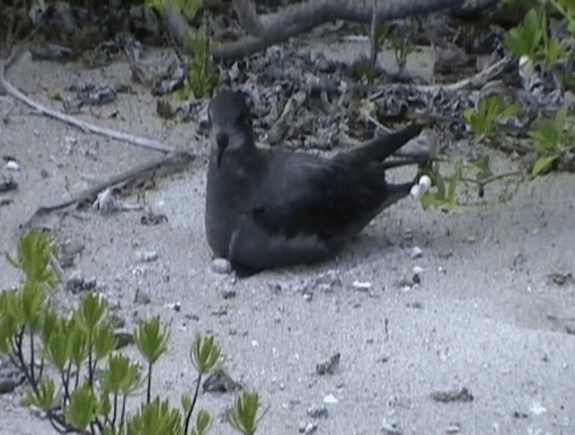 Murphy's Petrel - ML200819281