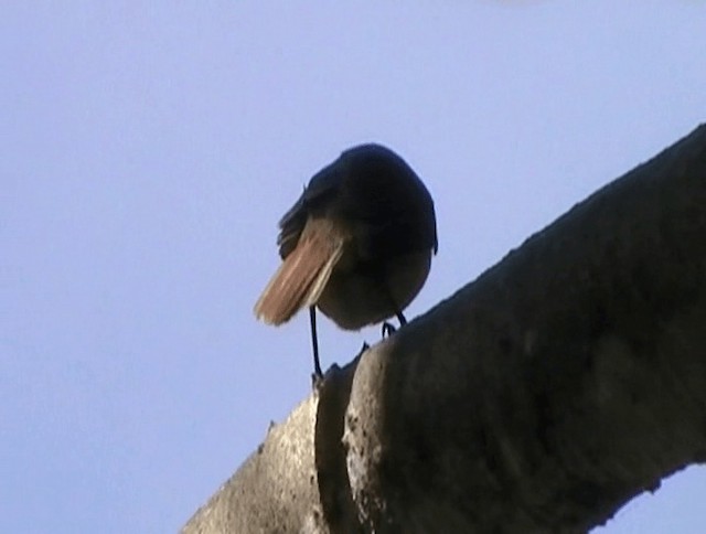 Henderson Island Reed Warbler - ML200819321