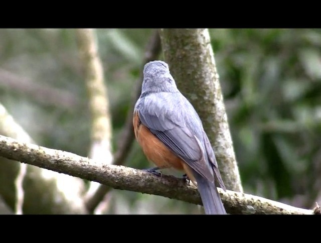 Black-faced Monarch - ML200819381