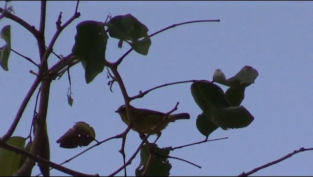 Gelbstirn-Brillenvogel - ML200819401
