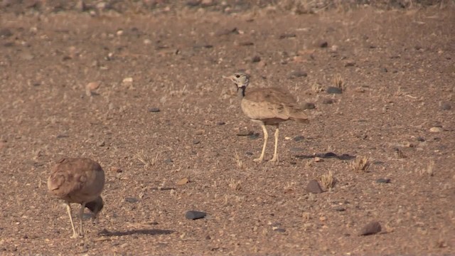 Rüppell's Bustard - ML200819441