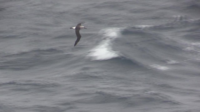 Atlantic Yellow-nosed Albatross - ML200819481