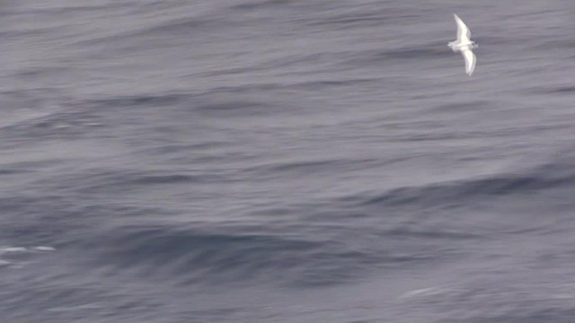 Petrel urdina - ML200819491