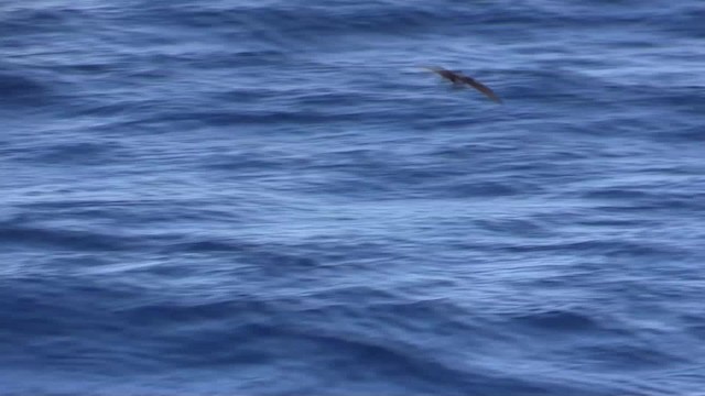 Great-winged Petrel - ML200819501