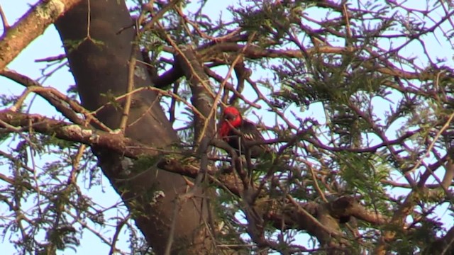 Kara Gagalı Barbet - ML200819521