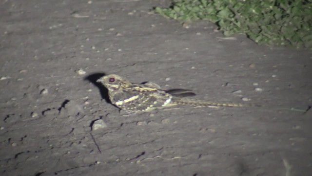 Long-tailed Nightjar - ML200819551