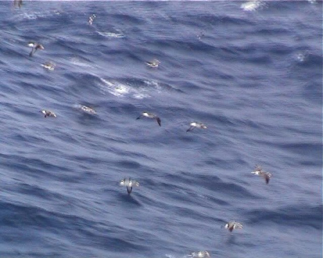 Chatham Albatross - ML200819581