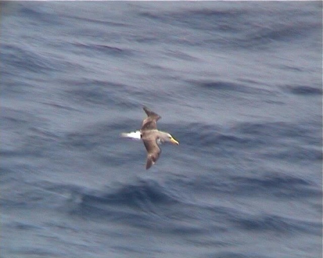 Albatros de las Chatham - ML200819591