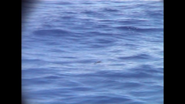 Collared Petrel - ML200819611