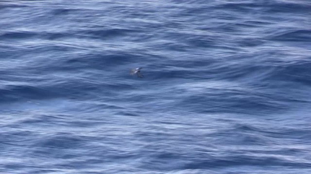 White-bellied Storm-Petrel (White-bellied) - ML200819661