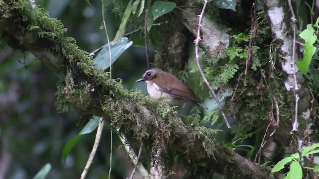 Brown-chested Alethe (Brown-chested) - ML200819691