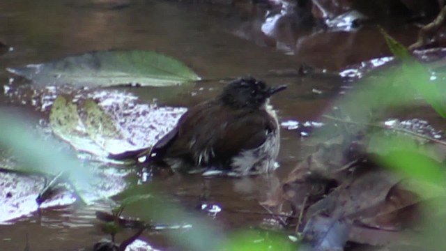 Brown-chested Alethe (Brown-chested) - ML200819711