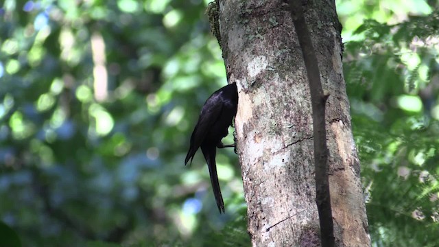 Stuhlmann's Starling - ML200819741