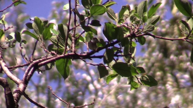 Turner's Eremomela - ML200819751