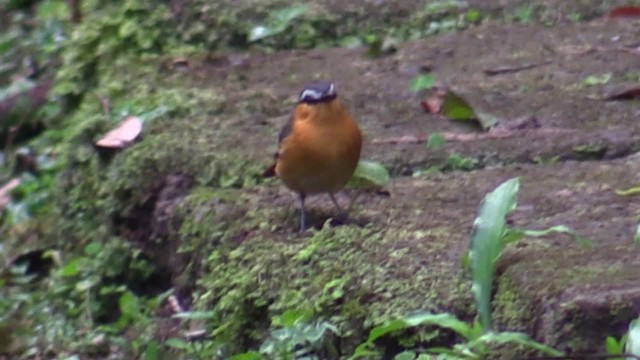 Gray-winged Robin-Chat (Gray-winged) - ML200819831