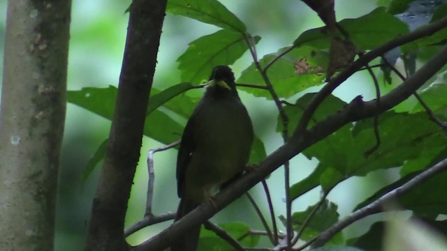 Yellow-whiskered Greenbul - ML200819851