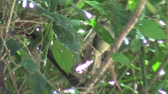 Bulbul de Cabanis (grupo cabanisi) - ML200819871