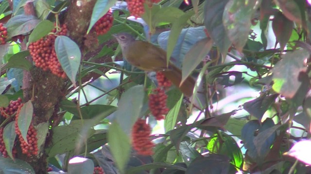 Shelley's Greenbul (Kakamega) - ML200819881